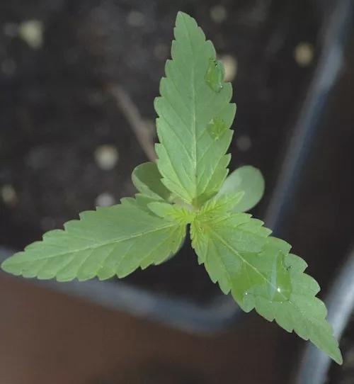 Las mutaciones "triples" no son infrecuentes y resultan muy llamativas