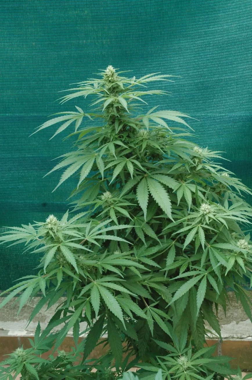 Las mallas de ocultación dan un gran resultado para tapar terrazas o balcones, son baratas, duraderas y fáciles de colocar. 