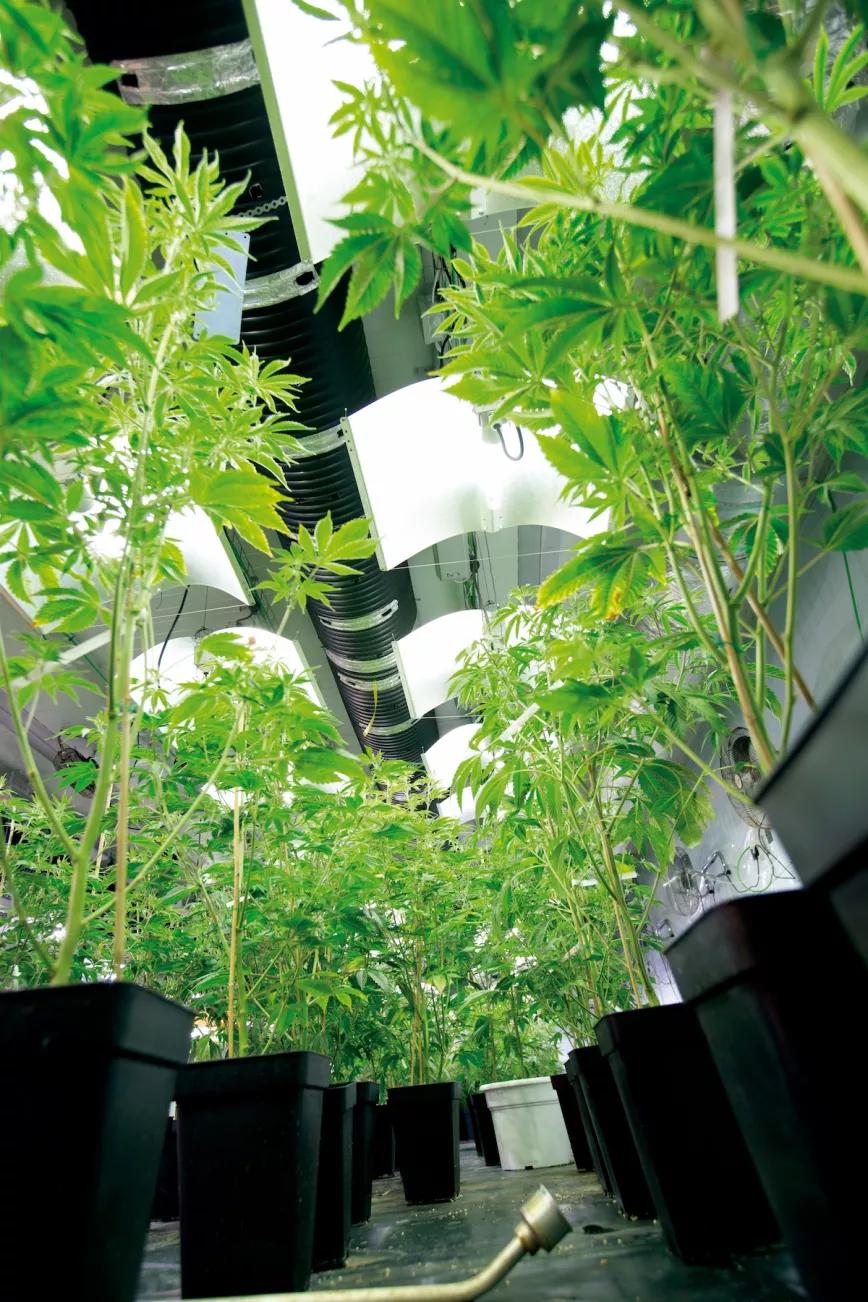 Montado por y para fumetas, para que luego digan que el cannabis atonta y desmotiva 