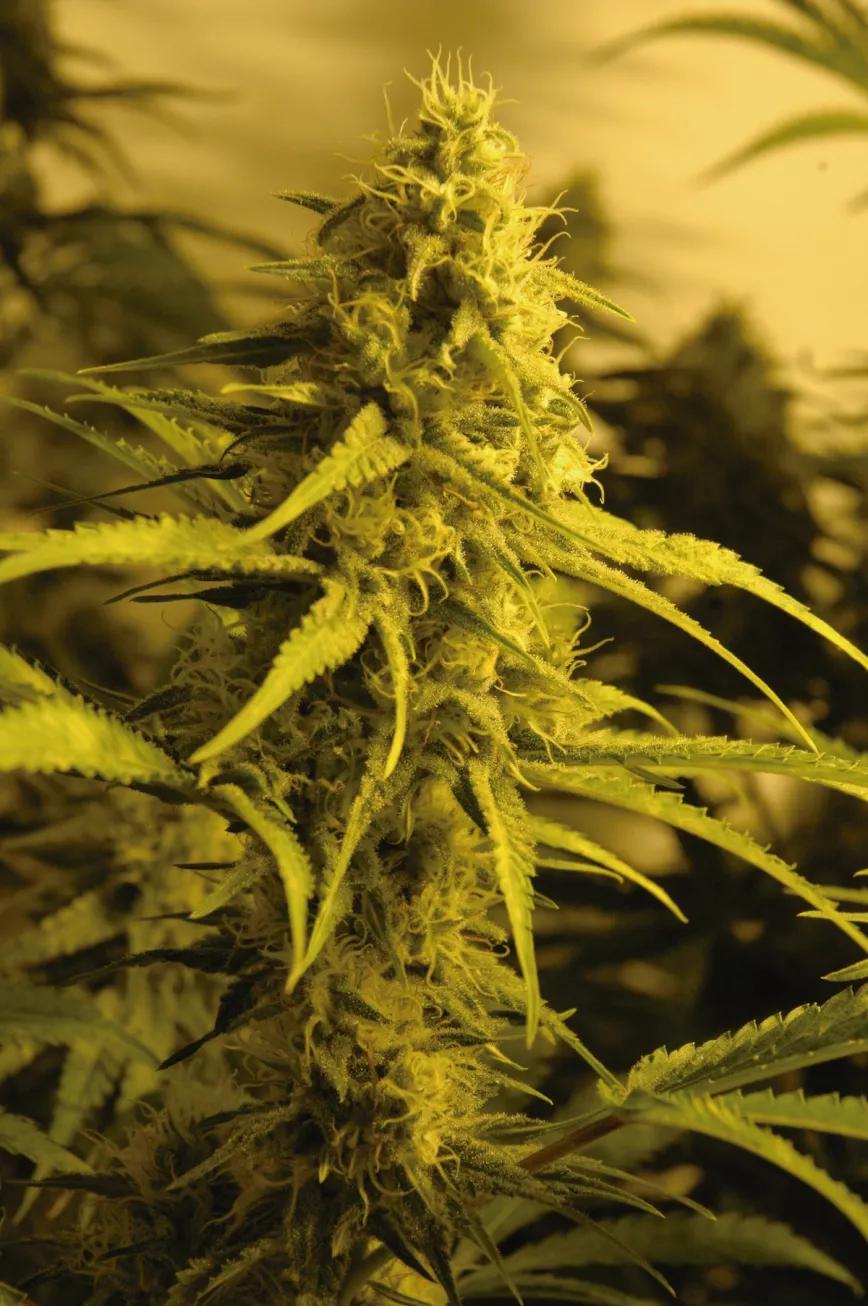 La productividad de un cultivo de interior aumenta considerablemente si la temperatura se mantiene controlada