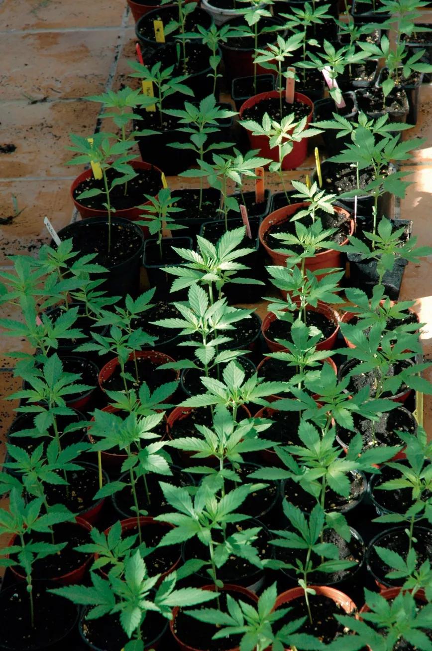 La escasez de luz en las primeras semanas de vida produce un tallo largo y débil; deberemos asegurarnos de que las plántulas reciban sol abundante