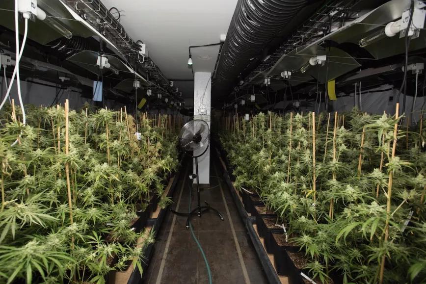 Una vez acaban el estirón, las plantas empiezan a engordar los cogollos.