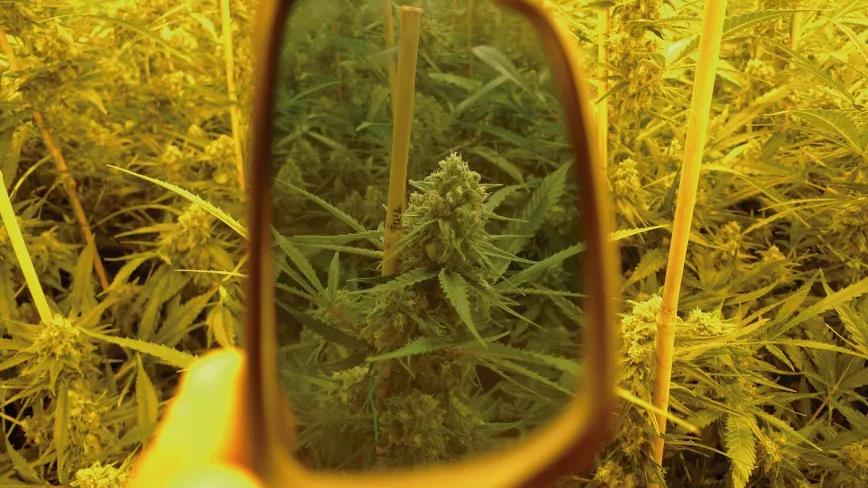 on estas gafas especiales para lámparas de alta presión podemos ver el color real de las plantas