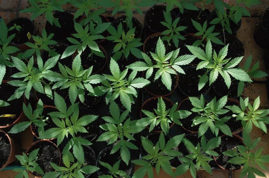 Hay que germinar en macetas y no trasplantar al suelo hasta que las plantas tengan al menos 20 centímetros de altura