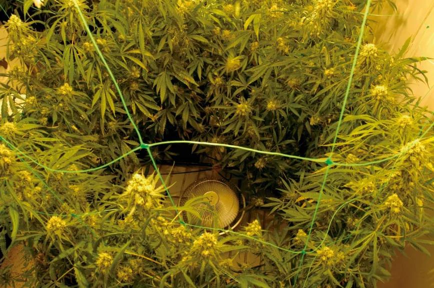 El ventilador apunta hacia arriba para refrigerar la lámpara