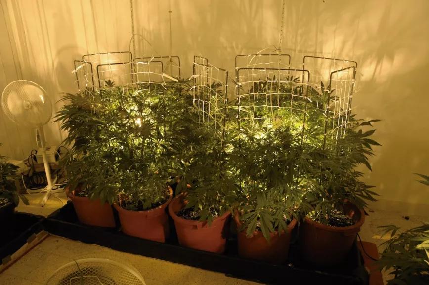 En este cultivo cada maceta cuenta con su propia malla, lo que permite mover las plantas.