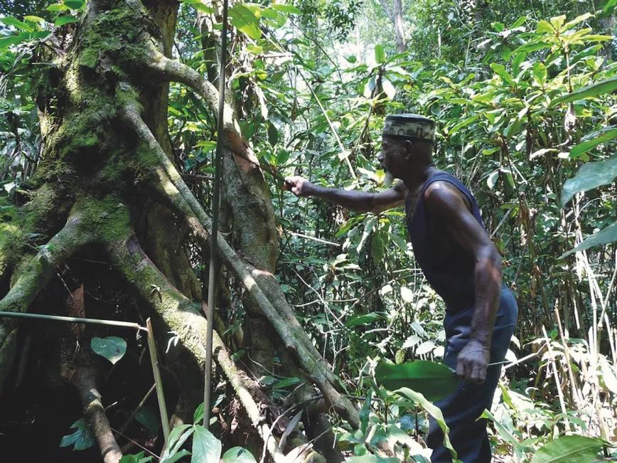 Recolectando medicina en la jungla.