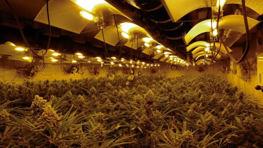 El paraíso cannábico, un mar de aromáticos cogollos listos para la cosecha. 