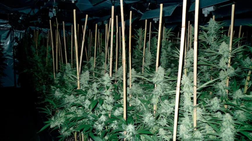 Algunas variedades necesitan tutores de bambú para que los cogollos no tumben las ramas. 