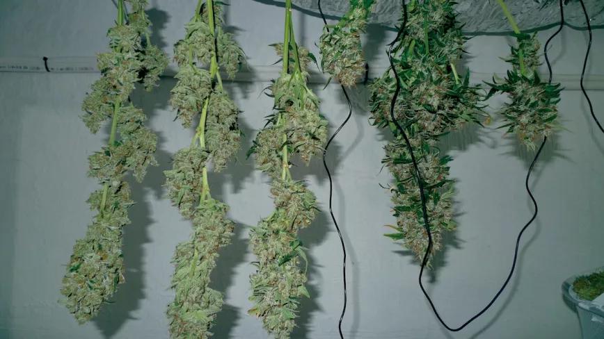 Recién manicurados y puestos a secar