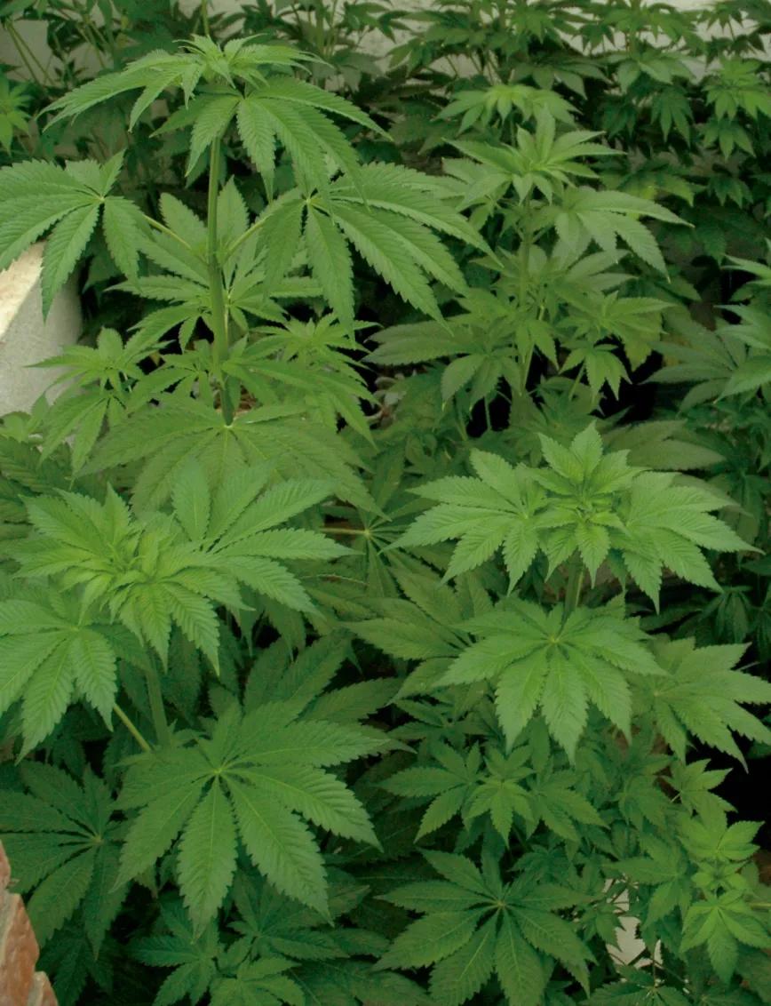 Plantas en crecimiento dentro de un invernadero.