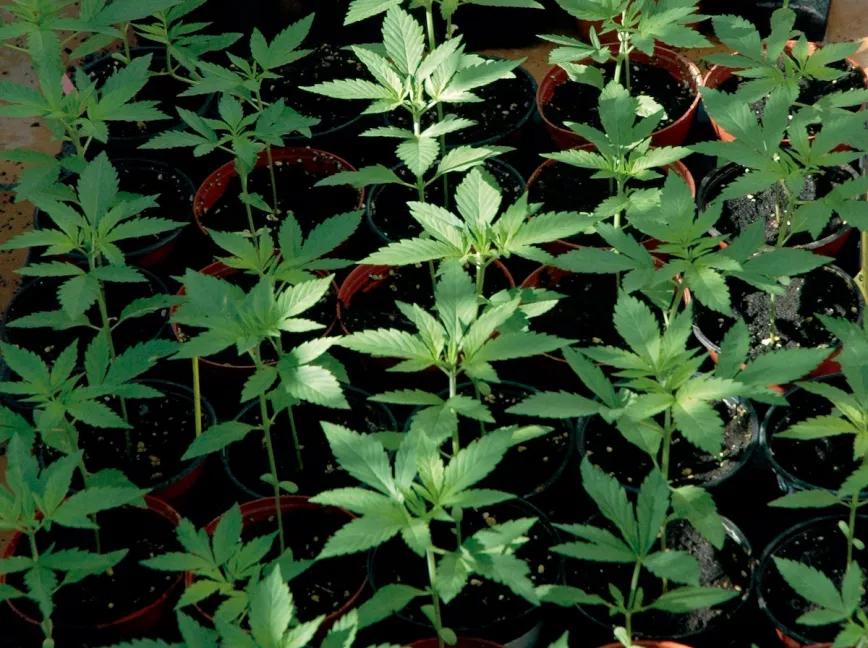 Estas plántulas están listas para el trasplante a una maceta mayor