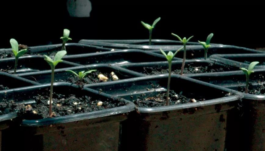 Muchos cultivadores germinan en mayo, las altas temperaturas aseguran un rápido desarrollo