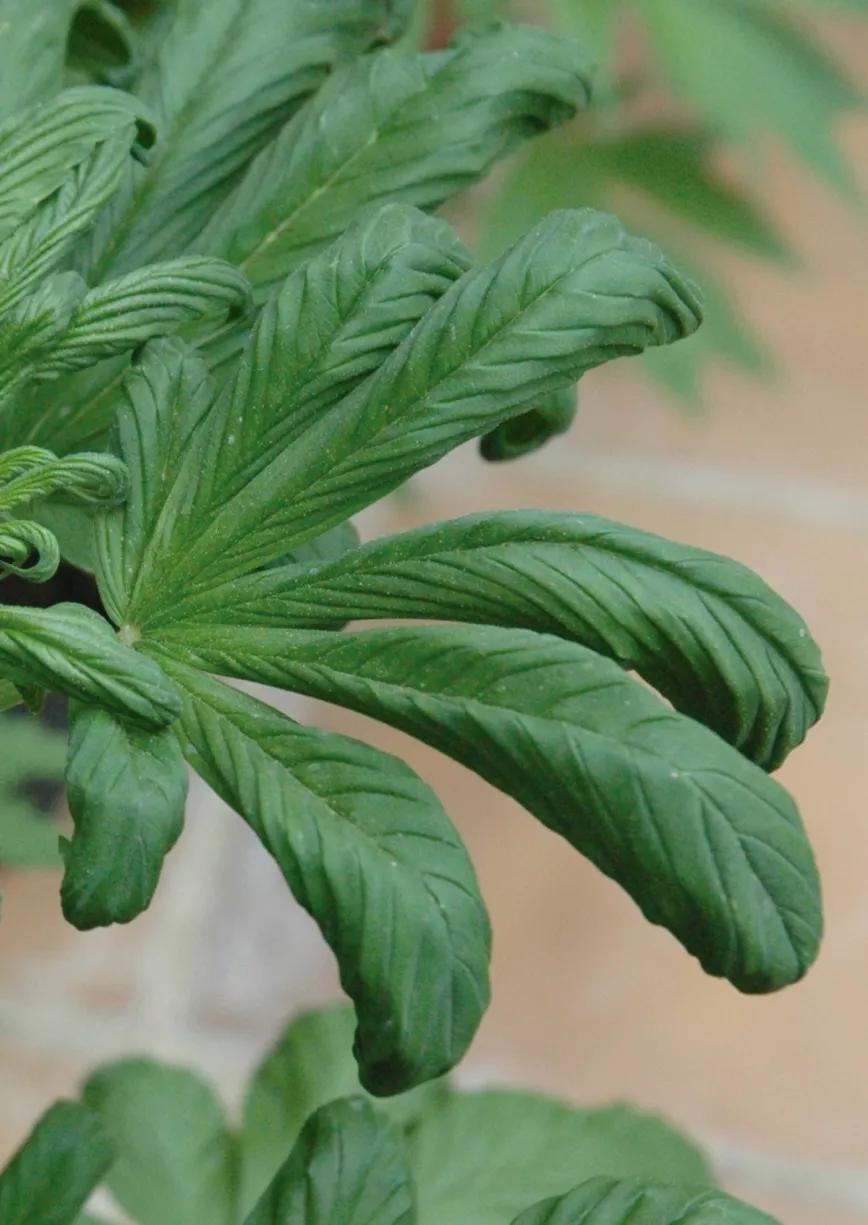 La sobrefertilización provoca que las hojas adquieran forma de garra y un color verde oscuro.