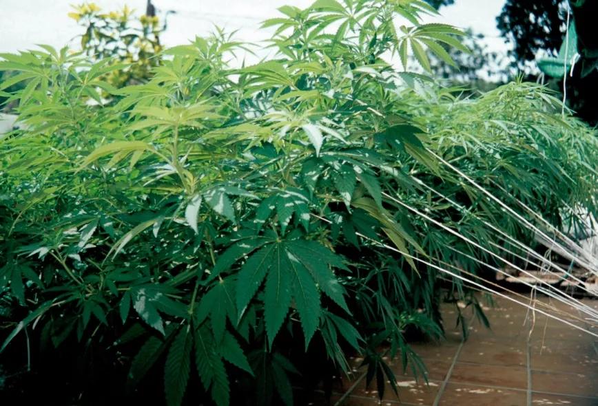 Plantas dobladas y atadas con cuerdas para mantenerlas a baja altura.