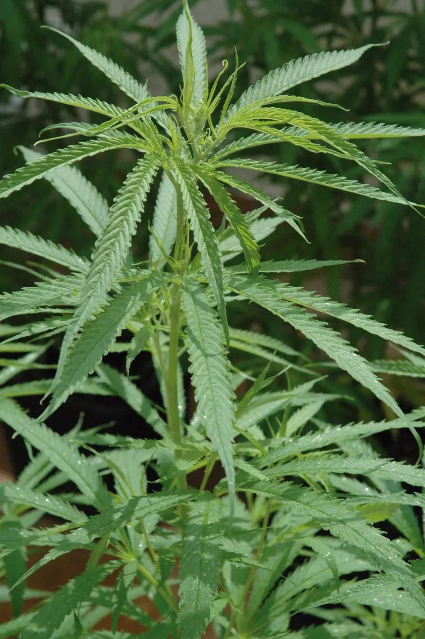 Sembrando en junio las variedades sativas se evita que crezcan demasiado.