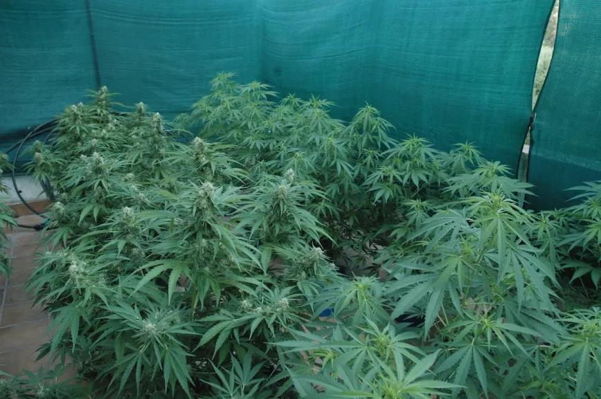 Las plantas de la derecha acaban de empezar a ser forzadas; las de la izquierda ya llevan cinco semanas de floración.