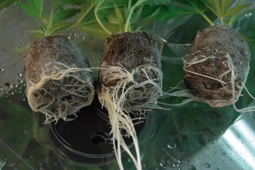 Los esquejes no se hacen tan grandes y resultan perfectos para forzar en macetas