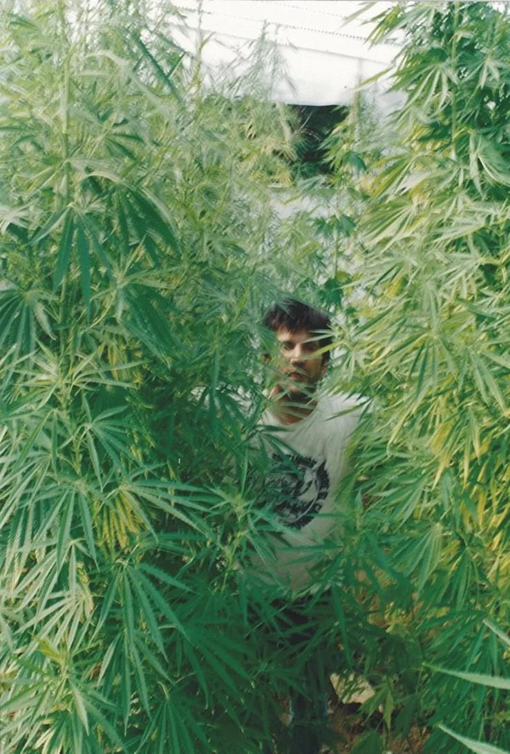 Las plantas del primer cultivo colectivo fueron arrasadas por la benemérita. No fue el caso de estas otras.