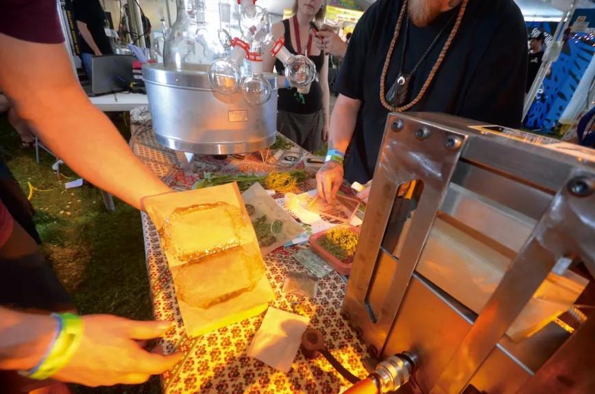 Un exprimidor de colofonia que convierte en aceite los cogollos frescos