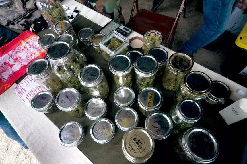 Muestras compitiendo por el gran jarrón conocido como Cannifest Bowl