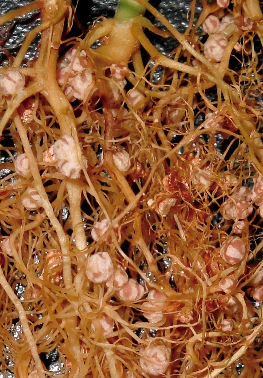 Las bacterias nitrificadoras Rhizobium crean nódulos en las raíces de las plantas, donde almacenan nitrógeno que toman del aire