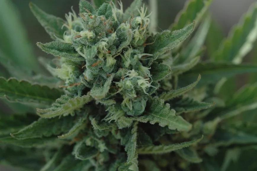 La calidad de las variedades automáticas ha mejorado mucho