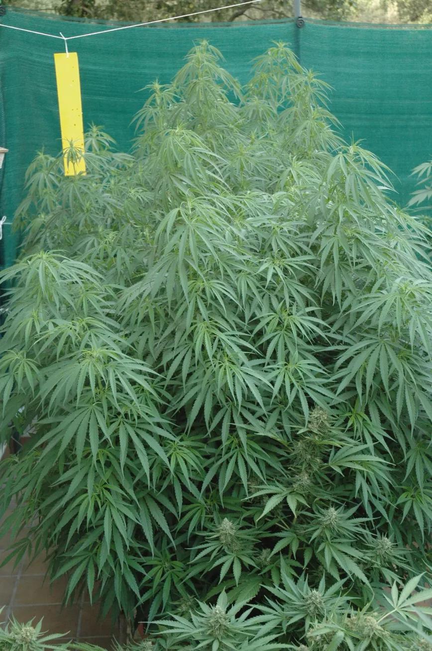 Cuelga cintas atrapainsectos cerca de las plantas, ayudan a detectar antes la aparición de mosca blanca y otras plagas. 