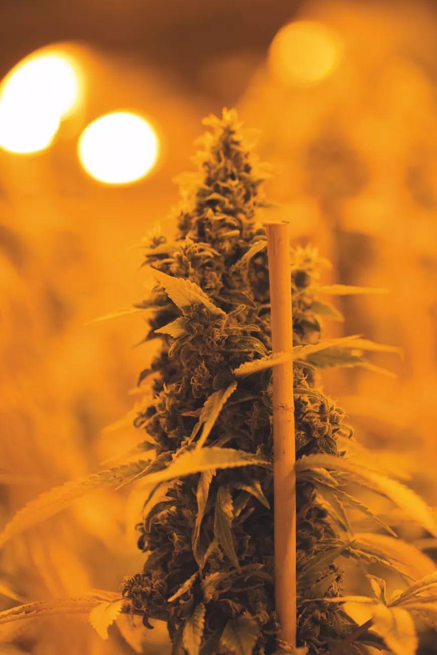 Tras años cultivando el tono amarillo de la luz de sodio, me parece tan bonito como una puesta de sol