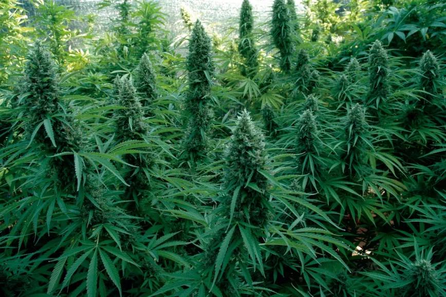 A principios de septiembre ya hay grandes cogollos en el jardín