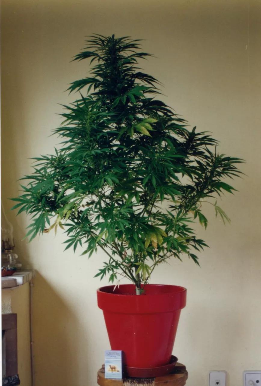 La primera Northern Light