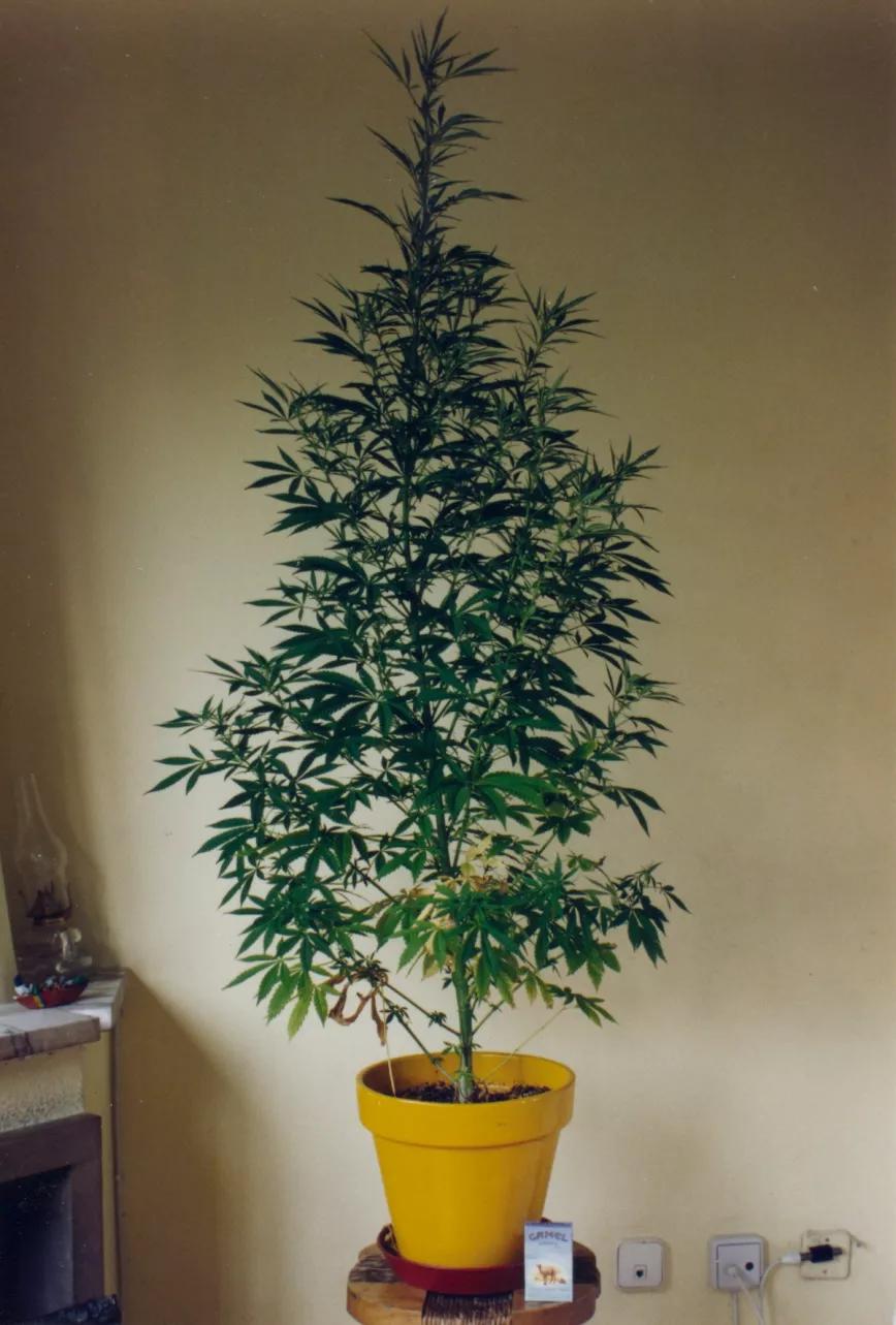 Skunk #1, empezando a florecer