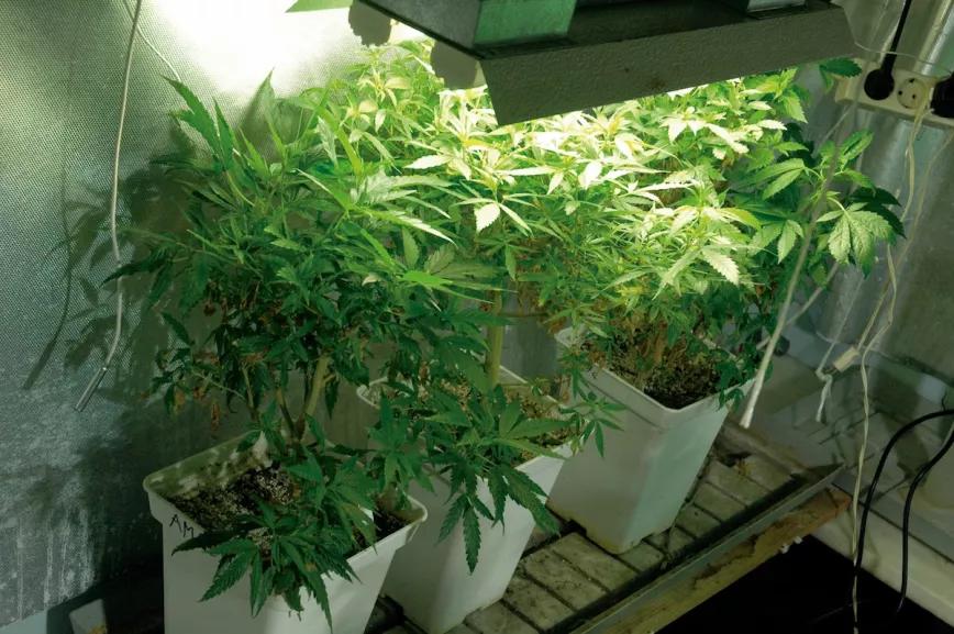 Una pequeña sala de madres: tres plantas y 110 W de fluorescentes