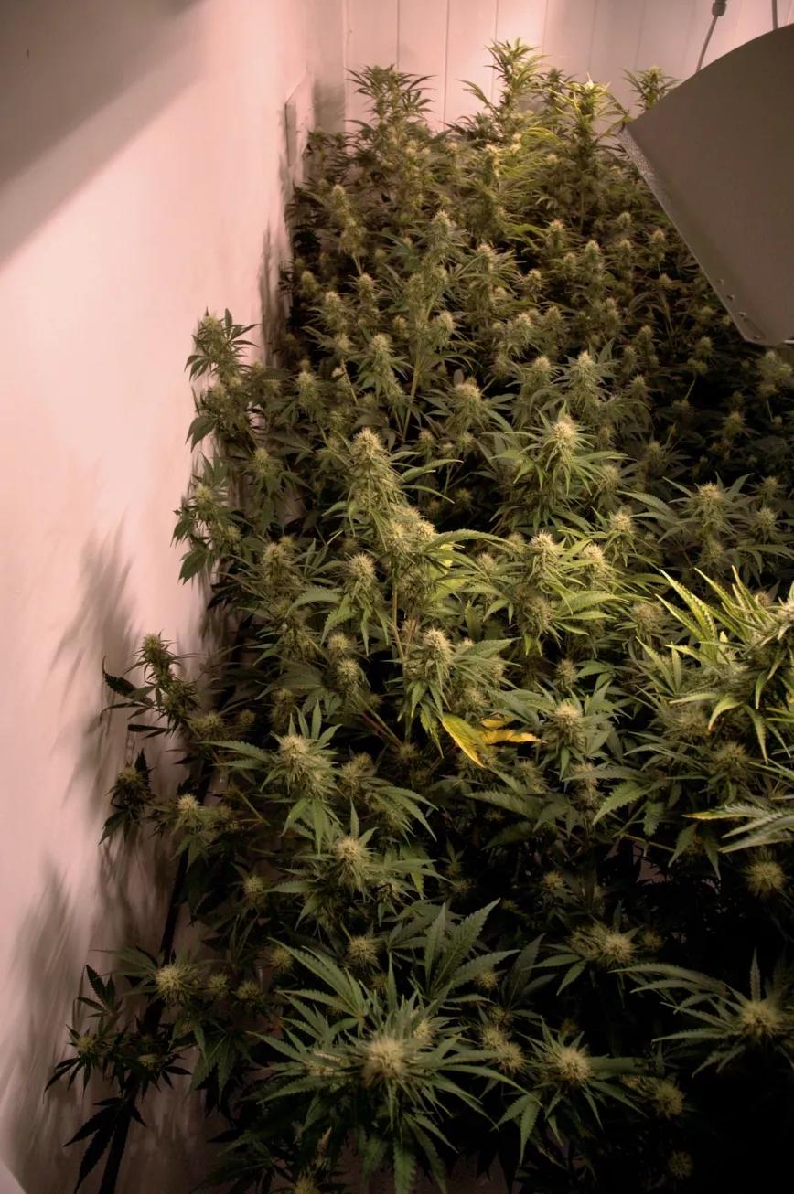 Las variedades más productivas suelen ser las más rápidas porque permiten hacer más cosechas al año