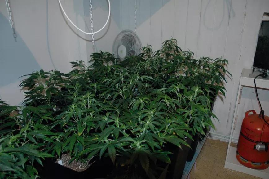 Un generador de CO2 permite cultivar a mayor temperatura e incrementa la producción