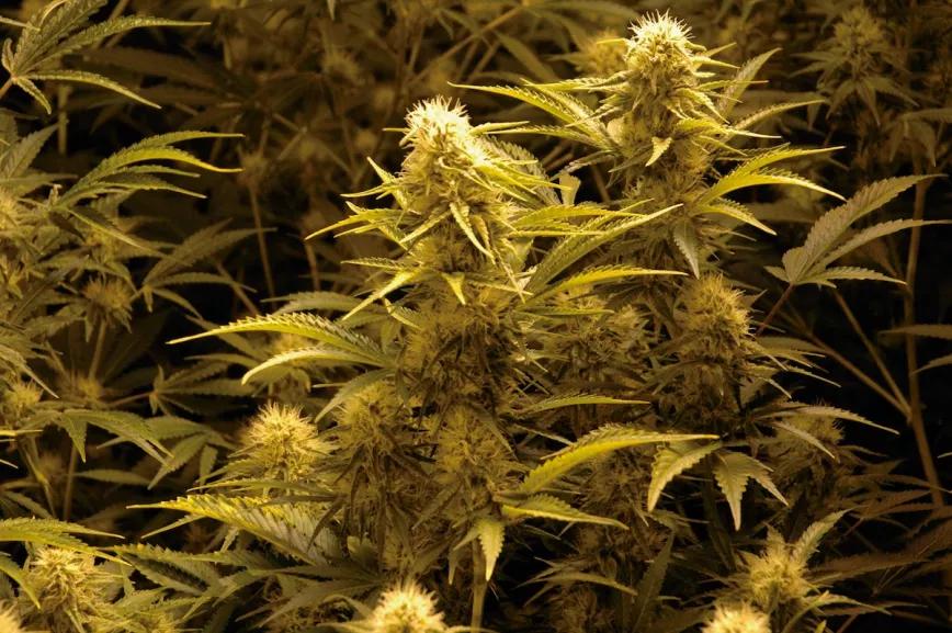 El secreto de la producción es lograr aprovechar al máximo la luz y el tiempo