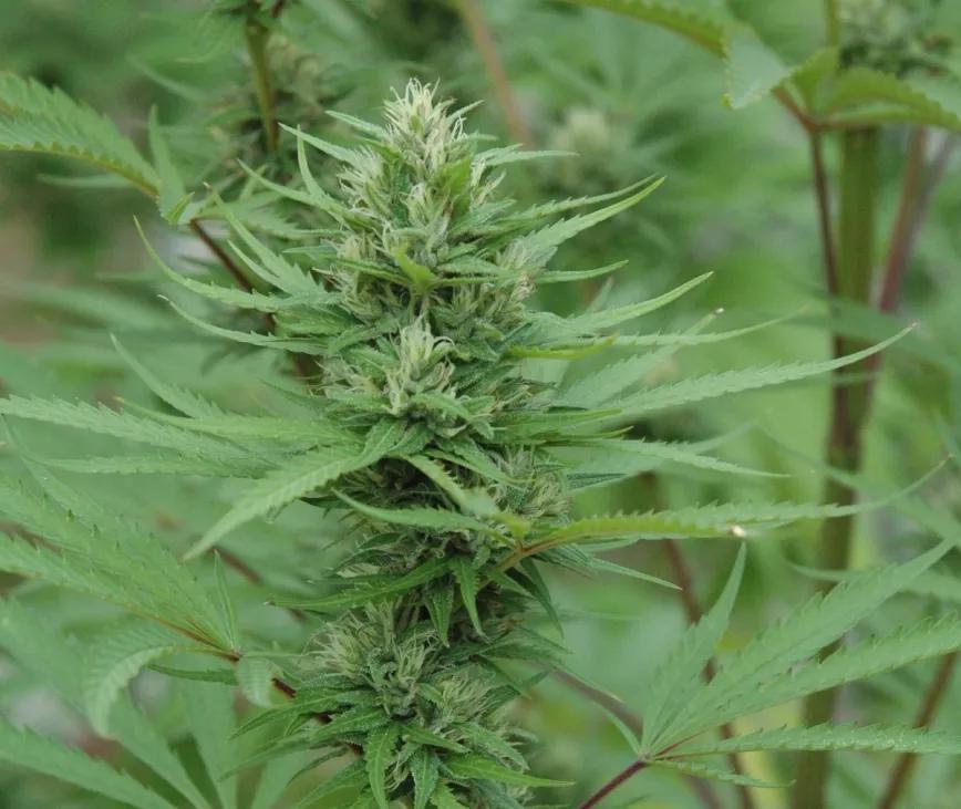 Los cogollos poco densos resisten bastante bien la alta humedad del otoño