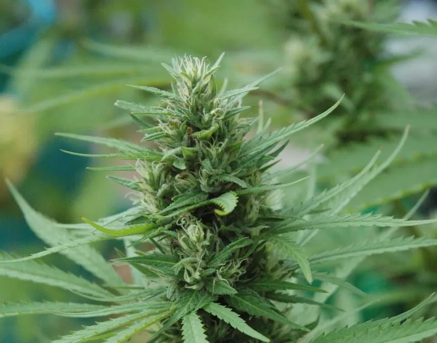 Algunas variedades sativas no se cosechan hasta diciembre o enero