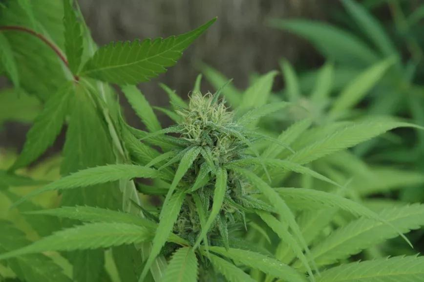 El efecto estimulante es muy apreciado por los consumidores