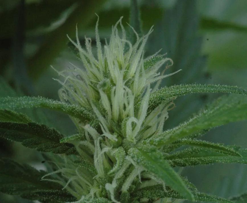 La belleza de un cogollo sativa