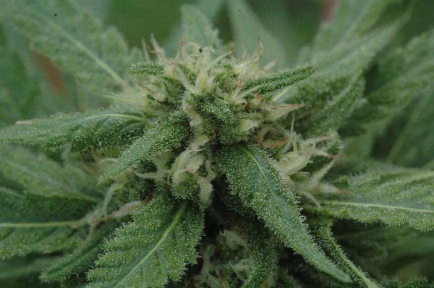 Los tricomas de sativa suelen ser los más grandes