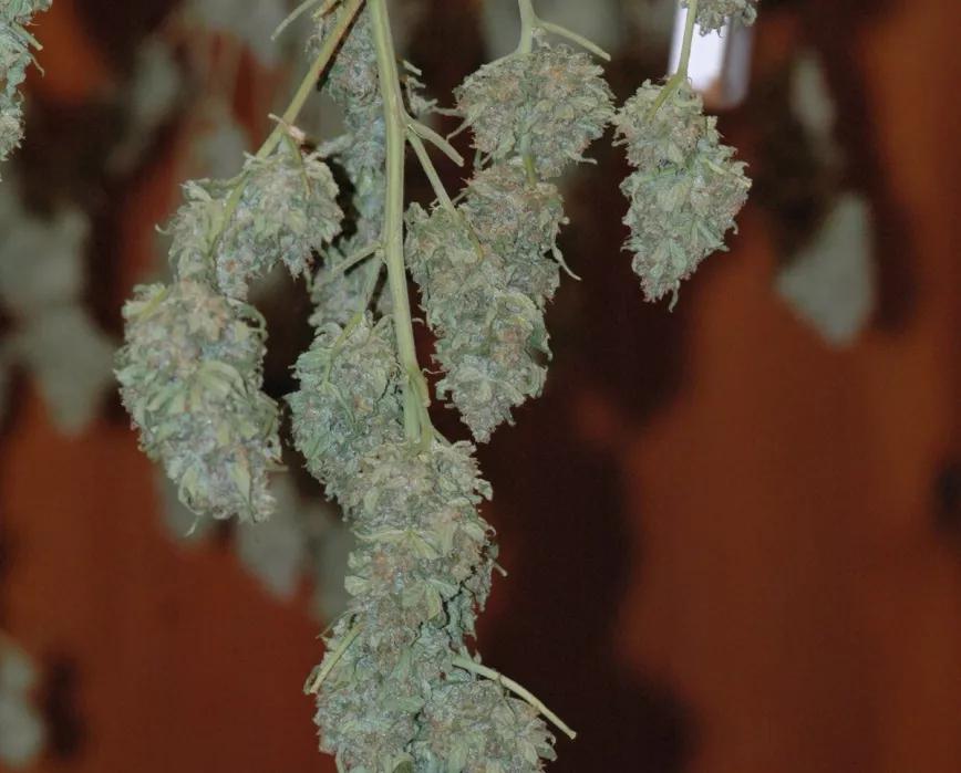 Reduce lentamente la humedad de los cogollos para realizar el curado