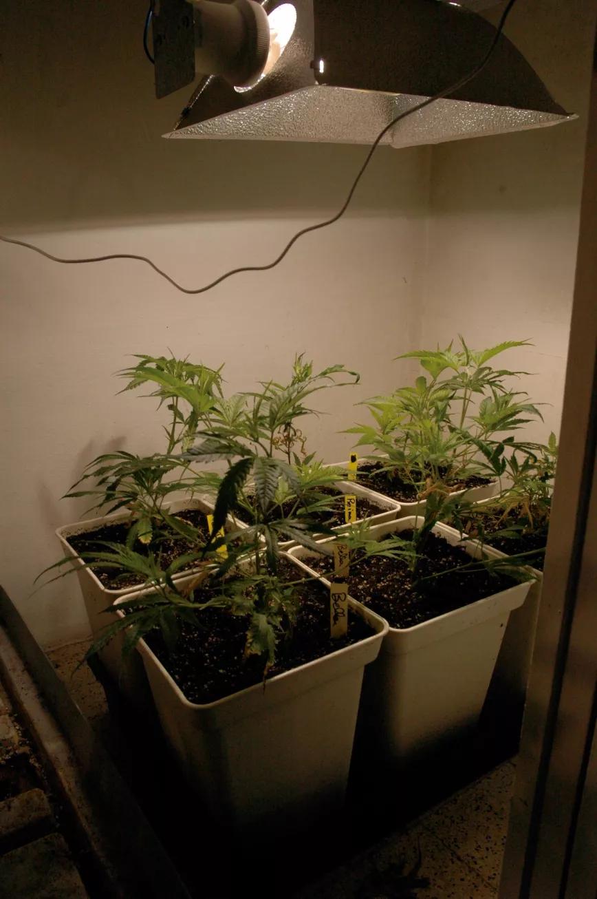 Pequeño armario con una HPS 250W, la talla S del autocultivo