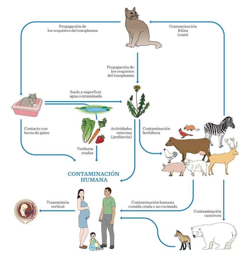 Ciclo de vida del Toxoplasma Gondii