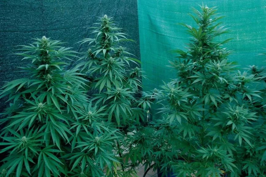 Cultivo de marihuana en invierno