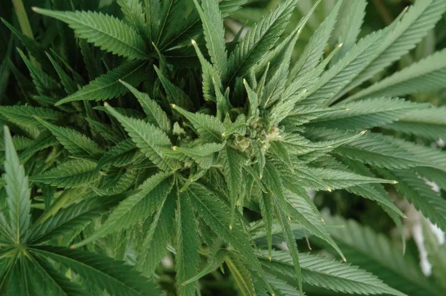 Cogollo invernal poco denso pero bien resinado.