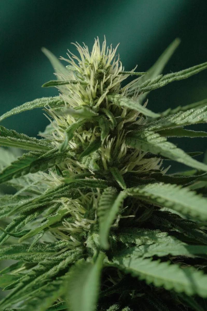 Cogollo de marihuana