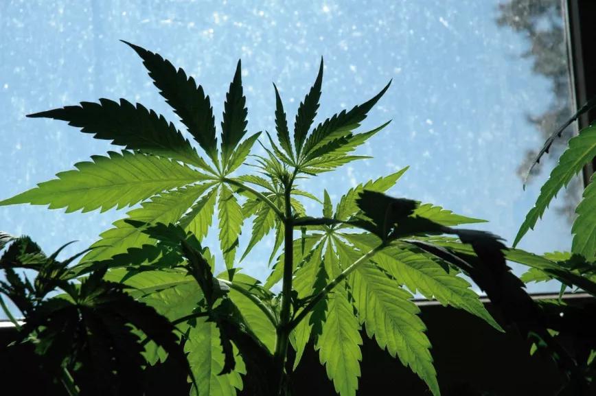 Planta de marihuana frente a una ventana soleada. 