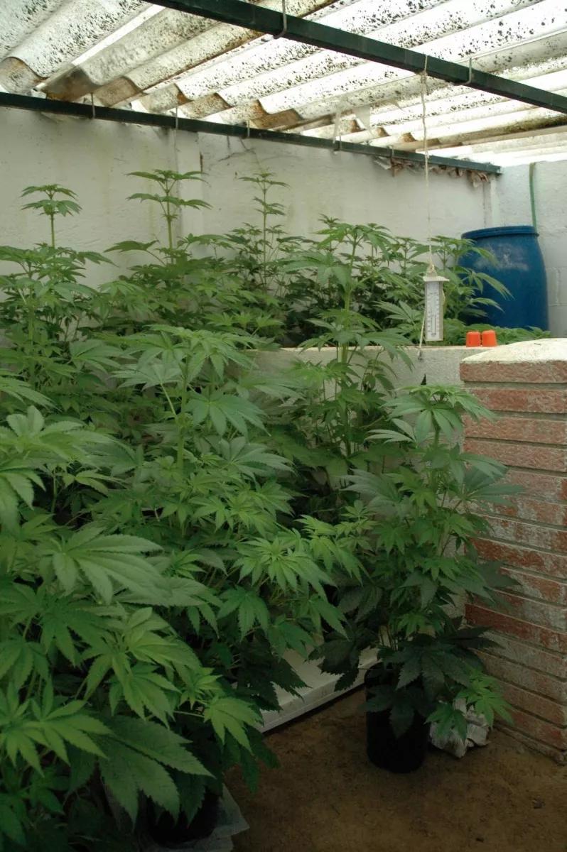 Invernadero  improvisado con un tejado traslúcido.