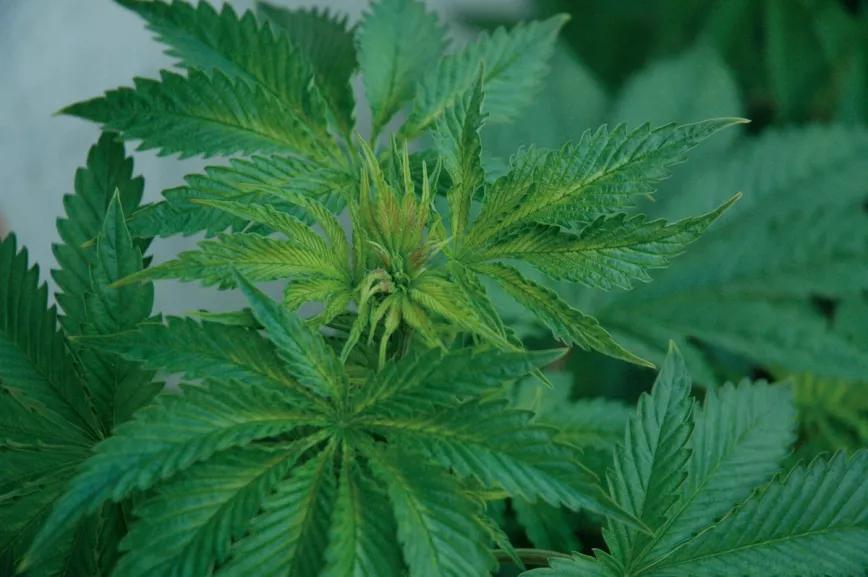 Planta exterior dañada por el frío.